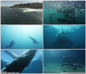 美丽大海与海洋生物
