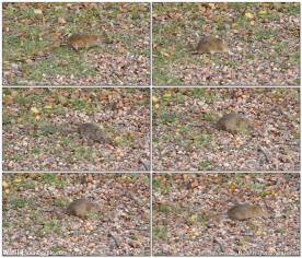 啮齿动物老鼠觅食的视频