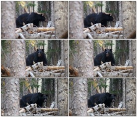 熊在森林里觅食
