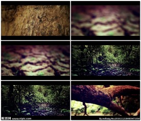 森林中觅食劳动的蚂蚁