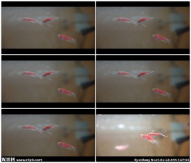 水族馆内的小鱼