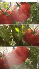 成熟的番茄西红柿