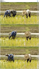 农民插秧种水稻