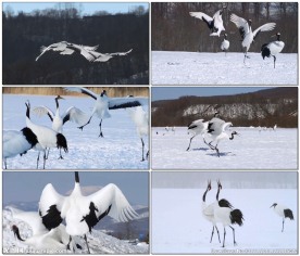 冬天雪地的丹顶鹤仙鹤