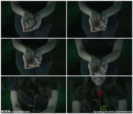 女孩手心玫瑰花种子发芽生长开花