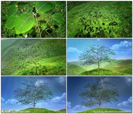 小树生长成大树