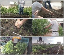 天台菜园开垦种植