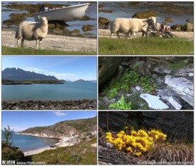 羊在海边散步放养