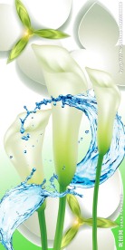 水滴马蹄莲现代玄关