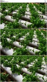 种植绿色大棚蔬菜