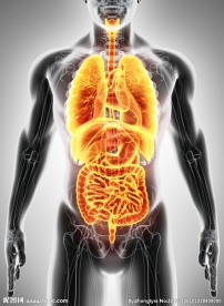 消化系统