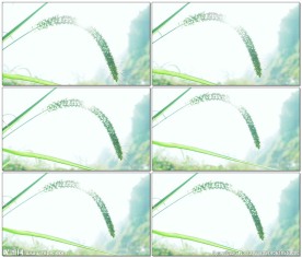 阳光穿透狗尾巴草