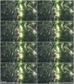 仰拍竹林竹叶摇摆