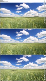 蓝天白云风吹绿色麦田