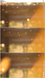 春天飘动的花粉光斑