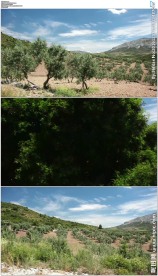 西班牙安达卢西亚橄榄树