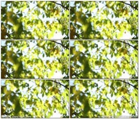 夏日微风清新唯美视频