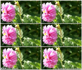 国花牡丹特写高清视频