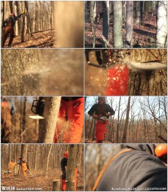 伐木工人电锯伐木