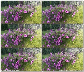 给紫色喇叭花浇水