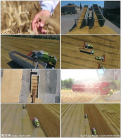 机械化农场生产小麦收割