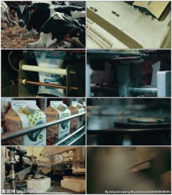 奶牛养殖牛奶加工到市场贩售