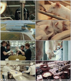 猪场养殖猪肉加工到销售渠道