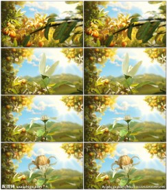 柑橘开花结果