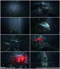 植物生长鲜花开放CG动画