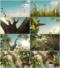 种子掉落发芽长成大树