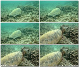 绿海龟在海中觅食