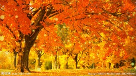 秋叶飘落树叶金秋天枫叶唯美背景