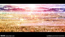 金色麦田 led背景视频素材