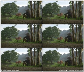 在越南旅行看到牛吃草