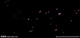 flash花瓣飘落动画