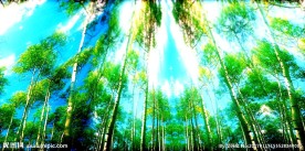 白桦林 奇幻森林