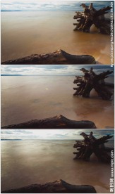 海边枯木延时摄影