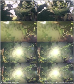 植物生长与毁灭