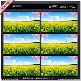 油菜花花海视频背景