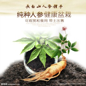 PSD长白山人参种子盆栽