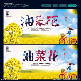油菜花