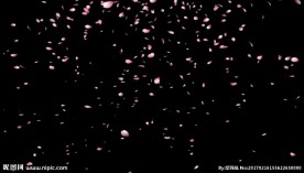 花瓣飞舞下落（叠加用）