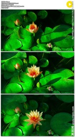 荷叶上的荷花盛开