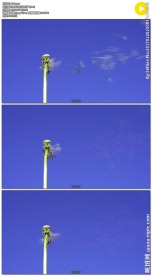 蓝天下的蒲公英