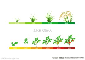 手绘植物生长过程图片大全 手绘植物生长过程设计素材 手绘植物生长过程模板下载 手绘植物生长过程图库 昵图网soso Nipic Com