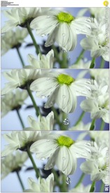 水流流过白色花朵