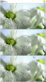 水滴击打白色花瓣