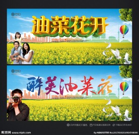 油菜花
