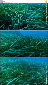深海草丛