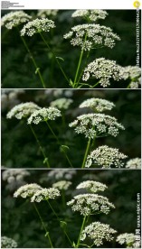 白色伞形科花朵